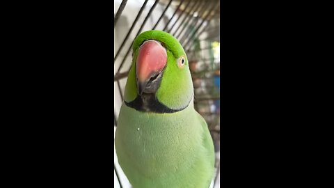cute green parrot talking