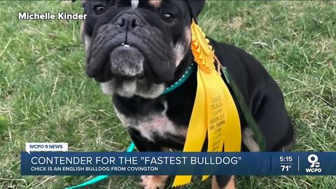 Is this English bulldog the fastest in the US?