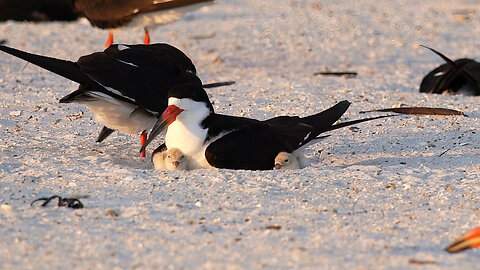 First Scrape with Three Chicks