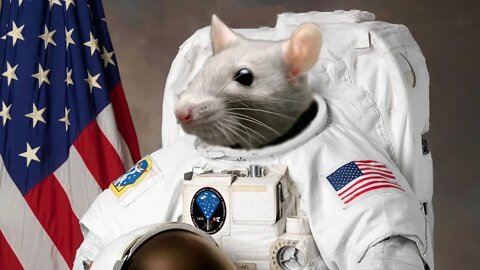 O que é o Rato no Foguete da SpaceX?