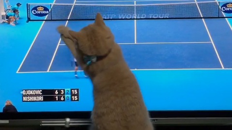 Sport-loving cat extremely into tennis match on TV