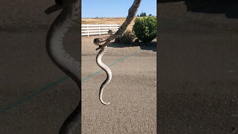 Calm Down: It's only a RATTLESNAKE on a stick!