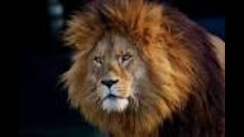 Wildlife- Lion Fight to death