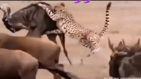 Buffalo attacked by Leopard & it's attacks brutally ||2022||