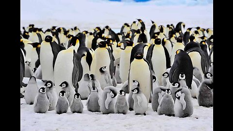 Thousands of emperor penguins killed in the Antarctic -