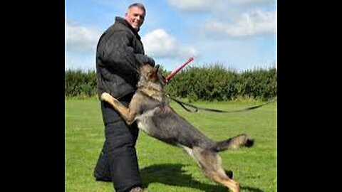 Expert Dog Training Tips on Rumble"