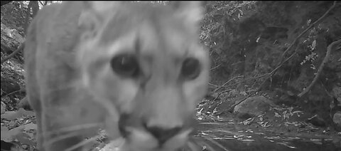 You Won't Believe What Happens When This Cat Meets a Doorbell Camera