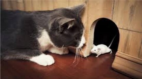 Cat playing with a mouse