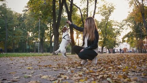Young woman playing with cute jack russel terrier in autumn park during sunset, slow motion55