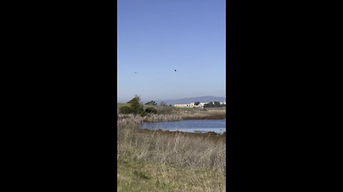 Birds over Mare Island Silt Pond