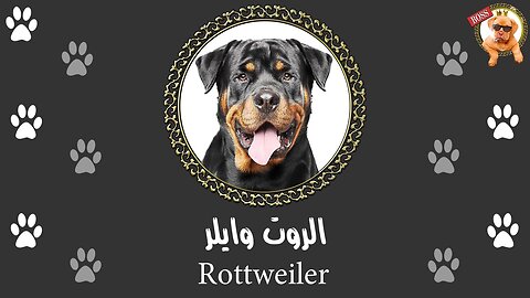 الروت وايلر زي الكتاب | قبل ما تشتري كلب روت وايلر لازم تتفرج على الفيديو ده | Rottweiler .
