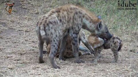 Fun At The Hyena Den