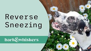 Dr. Becker Discusses Reverse Sneezing