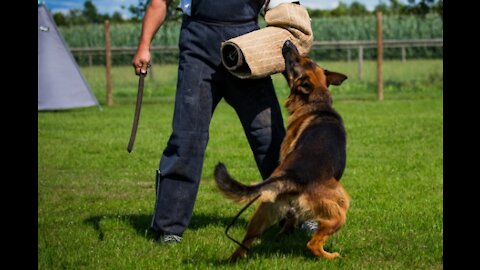 How to train your guard dog. A step-by-step video