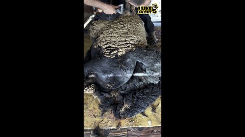 Shearing a Cute Little Black Sheep 😍