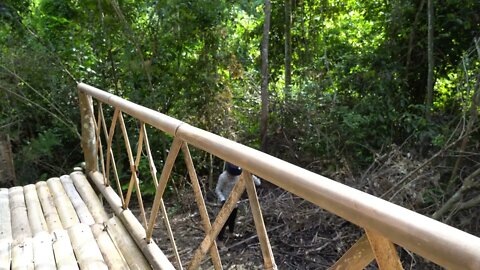 3* Build a bamboo fence around the house to set up animal traps.