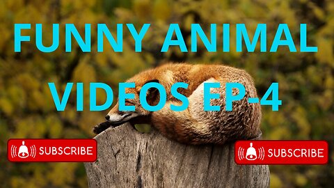 FUNNY ANIMAL VIDEOS EP-4
