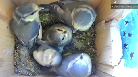 Blue Tit Chick Learns to Flutter and Grapple for the First Time