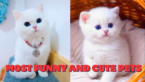 Baby Cat Cute and Funny Cat Videos Compilation #1