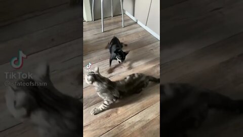 Tiktok Viral Funny Cat Fight 😂 - Funny Cat Video