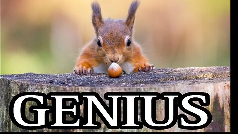 moments of genius animals-that will amaze you