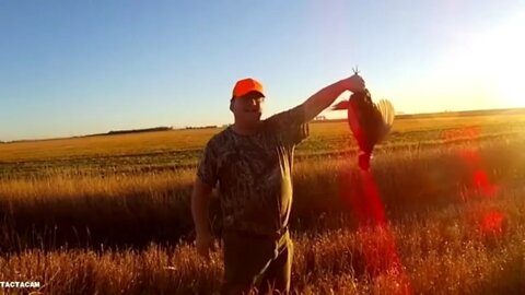 Pheasant Hunt Day 1. The regal bird from China. Only the male pheasant may be shot.