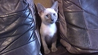 Cute Blue Point Siamise Cat with Beautiful Eyes