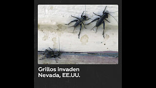 Masiva invasión de grillos en Nevada, EE.UU.