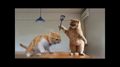 Funny Cat Videos in United States
