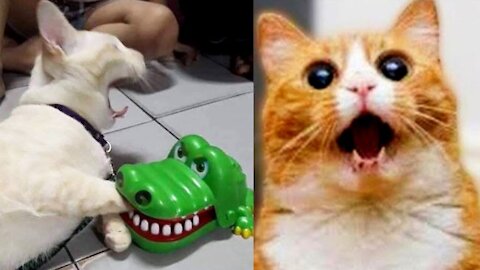 Try not to laugh ✪ Video of Cat to Die of Laughter