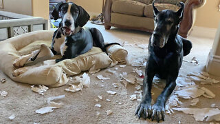 Great Dane Puppy's Terrible Chews Shoe Fun - Just Do It