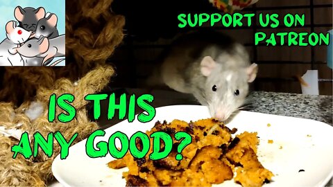 Will LOBSTER CAKE Entice The Sisters?! #114 #subscribe #rats #animals #pets