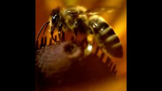 EPIC Slo Mo Honey Bee Collecting Pollen 🐝🍯 #shorts #nature #short