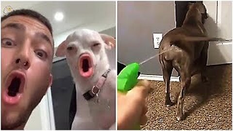 New Funny Videos 2023 😍 Cutest Cats and Dogs 🐱🐶Funny Cats And Dogs Try Not To Laugh Impossible