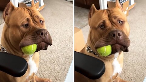 Massive pit bull holds ball in the side of his mouth | cute puppy puppiesdog