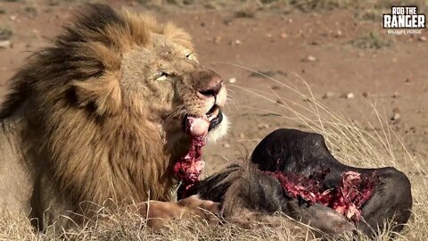 Lion Pride Breakfast Scene Turns To Chaos | Maasai Mara Lions | Zebra Plains
