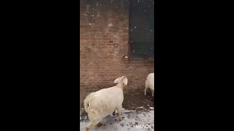 goat compilation funny