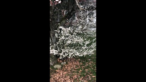Plum tree blossoms #white #pink