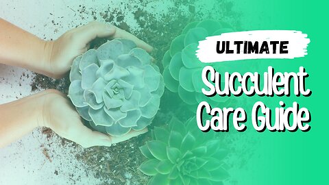 The Ultimate Succulent Care Guide | Succulent Care For Beginners