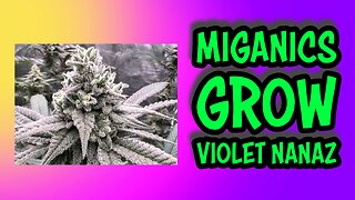 Beginner Cannabis Grow Violet Nanaz Week 1