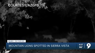 Mountain Lions spotted in Sierra Vista
