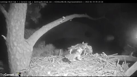 🥚 Dad Delivers a Rat For The Owlet 🦉 2/18/22 05:23