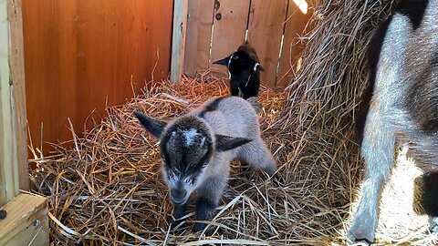 It’s kidding season! Baby Valentine goats.