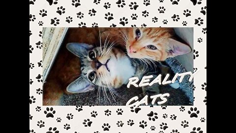 Reality Cats: Two kittens are better than one
