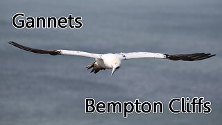 The gannets of Bempton Cliffs