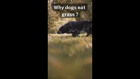 Why dogs eat grass