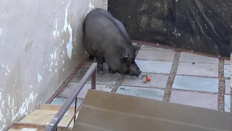 FUNNY ANIMALS 2020 - PIGGYS BOARDWALK TO FREEDOM - MIDNIGHT THE POT BELLY PIG