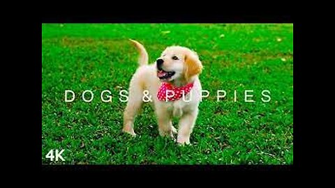 4K Dogs and Puppies Beautiful Animal Footage | Viral Dog