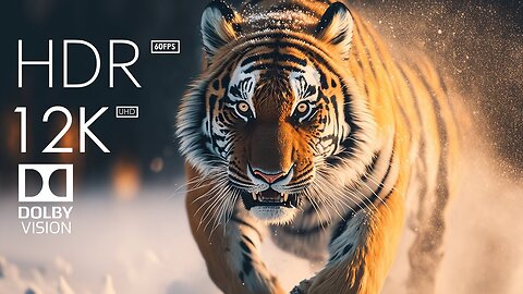 Discover the real tiger