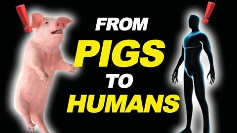 The CCP’s Reckless Genetically Modified Pigs for Human Transplant Factory & the Role of the West
